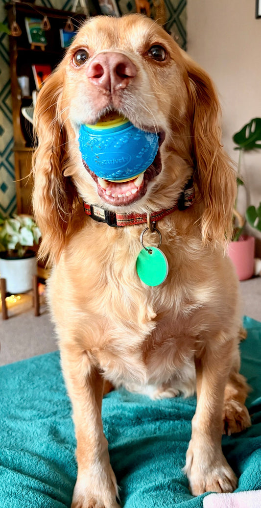 Pawsitively TPR Rubber Ball – Assorted Colours | 6 Pack